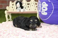 PHANTOM FEMALE COCKAPOO, a female Cockapoo for sale in Pittsburg, KS – 1 of 4