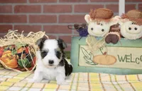 TRI MORKIE FEMALE 3044, a female Morkie for sale in Pittsburg, KS – 4 of 5