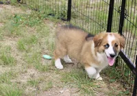 SABLE/WHITE FEMALE AUGGIE 988, a male Australian Shepherd and Pembroke Welsh Corgi for sale in Pittsburg, KS – 2 of 10