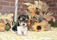 TRI MORKIE FEMALE 3038, a female Morkie for sale in Pittsburg, KS – 2 of 5