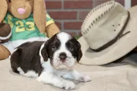 CHOCOLATE/WHITE MALE COCKER 209, a male Cocker Spaniel for sale in Pittsburg, KS – 1 of 4