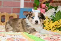 MERLE AUGGIE FEMALE 875, a female Australian Shepherd and Pembroke Welsh Corgi for sale in Pittsburg, KS – 2 of 5