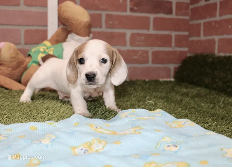 CREAM PIEBALD MALE DACHSHUND 123 – Miniature Dachshund puppy for sale in Pittsburg, KS