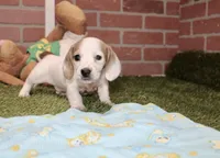 CREAM PIEBALD MALE DACHSHUND 123, a male Miniature Dachshund for sale in Pittsburg, KS – 1 of 4