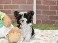 BLACK/WHITE MALE MORKIE 3152, a male Morkie for sale in Pittsburg, KS – 4 of 4