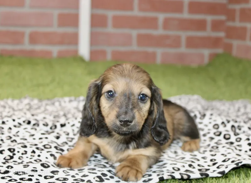 SHADED CREAM FEMALE 210 – Miniature Dachshund puppy for sale in Pittsburg, KS