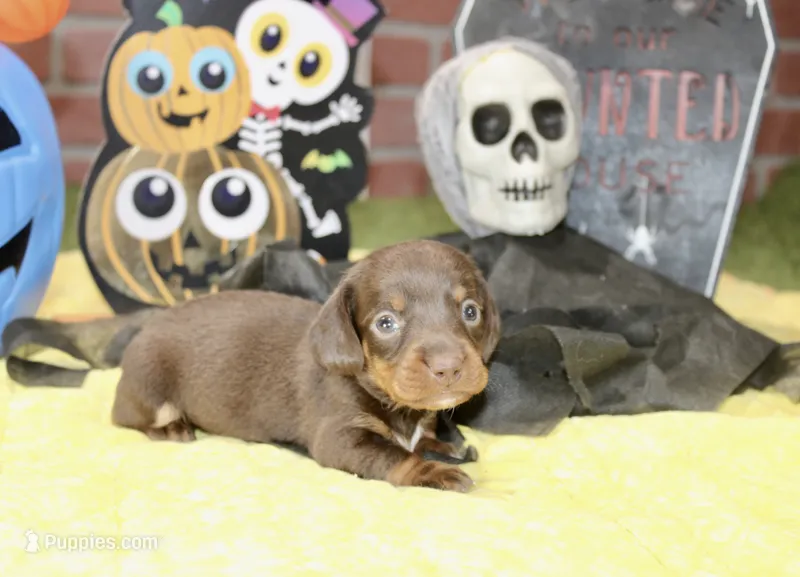 CHOCOLATE/TAN MALE DACHSHUND 3216 – Miniature Dachshund puppy for sale in Pittsburg, KS