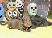 CHOCOLATE/TAN MALE DACHSHUND 3216, a male Miniature Dachshund for sale in Pittsburg, KS – 1 of 5