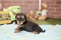 BLACK/TAN MALE YORKIEPOO 176, a male Yorkipoo for sale in Pittsburg, KS – 2 of 4