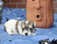 BROWN/WHITE PARTI MORKIE MALE 033, a male Morkie for sale in Pittsburg, KS – 3 of 5