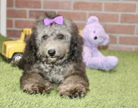 COCKAPOO FEMALE 967, a female Cockapoo for sale in Pittsburg, KS – 3 of 4