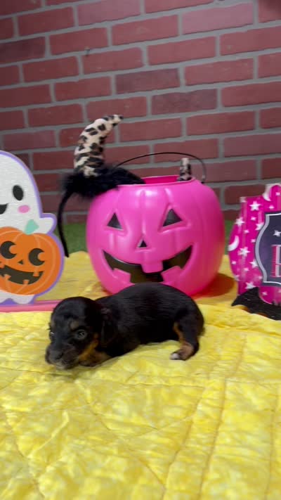 BLACK/TAN FEMALE DACHSHUND 3217, a female Miniature Dachshund for sale in Pittsburg, KS – 5 of 5