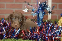 CHOCOLATE MALE 082, a male Dachshund for sale in Pittsburg, KS – 2 of 4