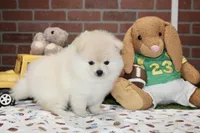 CREAM MALE POMERANIAN 3108, a male Pomeranian for sale in Pittsburg, KS – 4 of 4