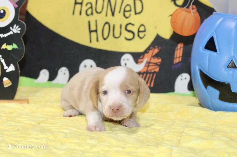 CREAM/WHITE DAPPLE MALE DACHSHUND 023 – Miniature Dachshund puppy for sale in Pittsburg, KS