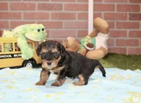 BLACK/TAN MALE YORKIEPOO 176, a male Yorkipoo for sale in Pittsburg, KS – 4 of 4