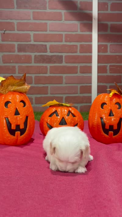 WHITE/CREAM MALTIPOO MALE 3047, a male Maltipoo for sale in Pittsburg, KS – 5 of 5