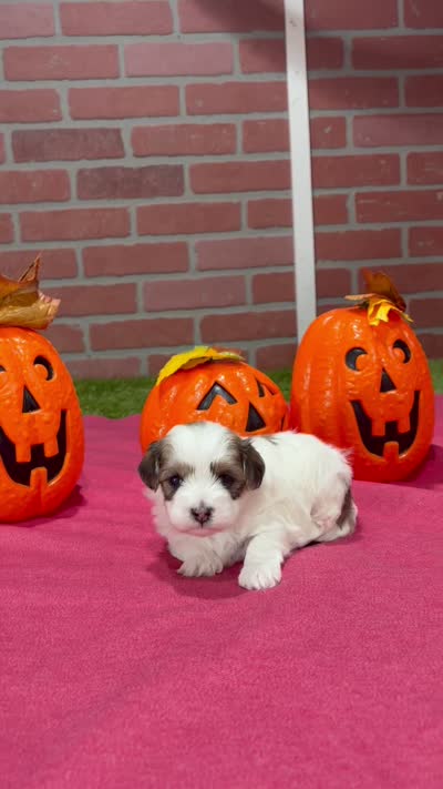 BROWN/WHITE PARTI MALTIPOO FEMALE 3049, a female Maltipoo for sale in Pittsburg, KS – 5 of 5