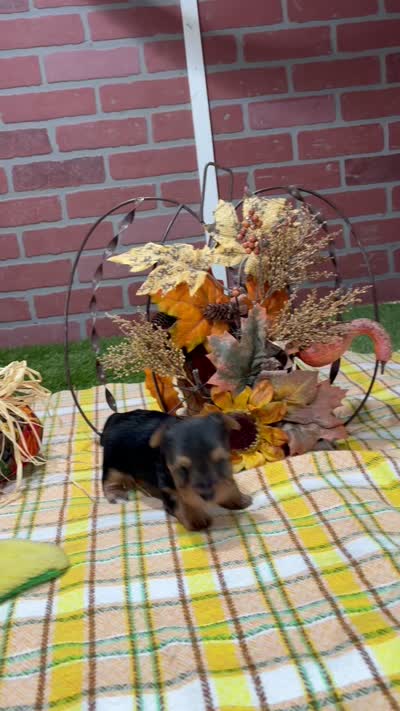 BLACK/TAN MORKIE FEMALE 3037, a female Morkie for sale in Pittsburg, KS – 5 of 5