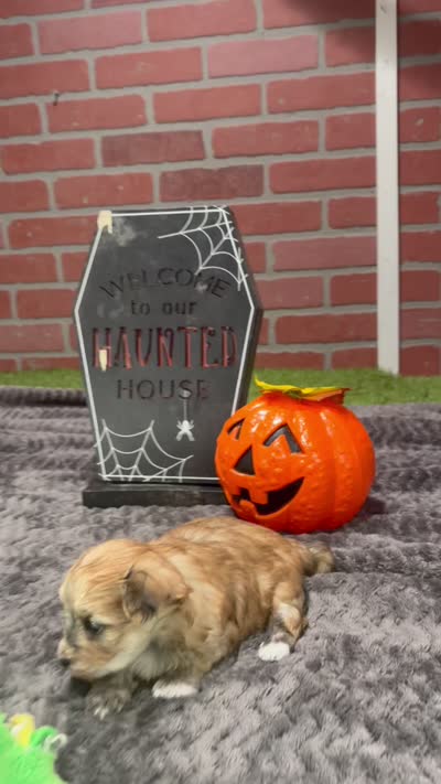 GRIZZLE MORKIE MALE 3027, a male Morkie for sale in Pittsburg, KS – 5 of 5