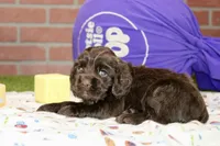 CHOCOLATE COCKER MALE 091, a male Cocker Spaniel for sale in Pittsburg, KS – 2 of 4