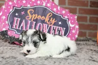 TRI COLORED MORKIE FEMALE 3028, a female Morkie for sale in Pittsburg, KS – 2 of 5