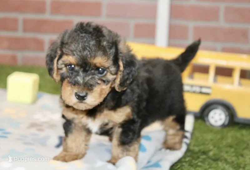BLACK/TAN MALE YORKIEPOO 176 – Yorkipoo puppy for sale in Pittsburg, KS
