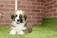 SABLE/WHITE FEMALE AUGGIE 988, a male Australian Shepherd and Pembroke Welsh Corgi for sale in Pittsburg, KS – 3 of 4