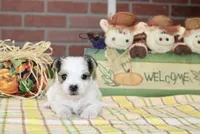 TRI MORKIE FEMALE 3046, a female Morkie for sale in Pittsburg, KS – 2 of 5