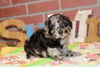 MINI MALE COCKAPOO 963, a female Cockapoo for sale in Pittsburg, KS – 5 of 5