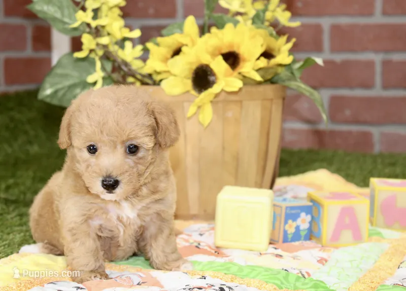 RED FEMALE YORKIEPOO 199 – Yorkipoo puppy for sale in Pittsburg, KS