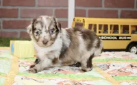 TOY AUSSIEDOODLE CHOC MERLE MALE 205, a male Aussiedoodle for sale in Pittsburg, KS – 4 of 4