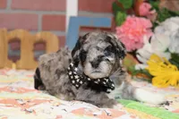 MINI MALE COCKAPOO 961, a female Cockapoo for sale in Pittsburg, KS – 3 of 4