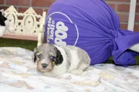 BLUE MERLE/WHITE MALE COCKAPOO 101, a male Cockapoo for sale in Pittsburg, KS – 3 of 4