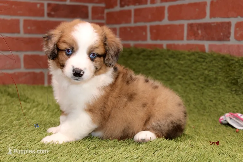 CHOCOLATE MERLE AUGGIE 982 – Australian Shepherd, Pembroke Welsh Corgi puppy for sale in Pittsburg, KS