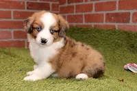 CHOCOLATE MERLE AUGGIE 982, a male Australian Shepherd and Pembroke Welsh Corgi for sale in Pittsburg, KS – 1 of 4