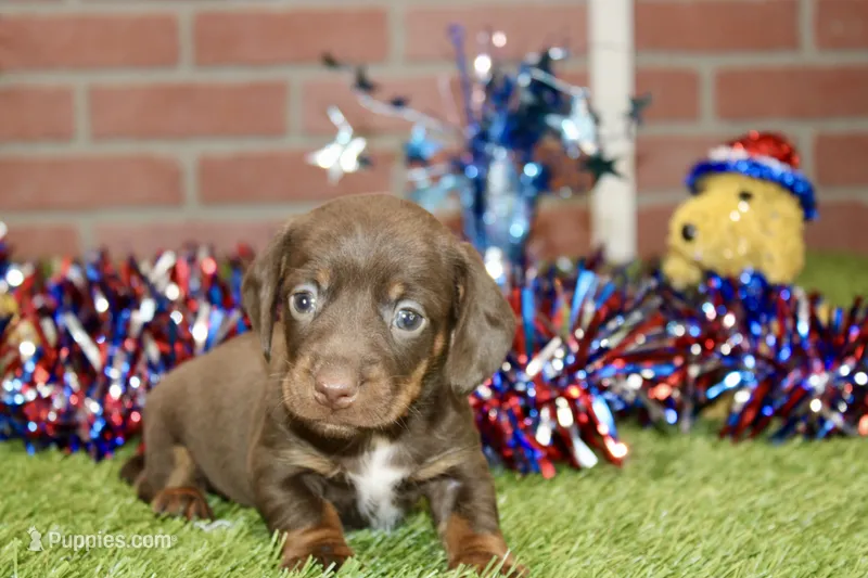 CHOCOLATE MALE 082 – Dachshund puppy for sale in Pittsburg, KS