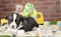 PEMBROKE CARDIGAN CORGI MALE 3171, a male Cardigan Welsh Corgi and Pembroke Welsh Corgi for sale in Pittsburg, KS – 4 of 4