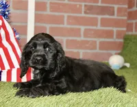 BLACK MALE 993, a male Cocker Spaniel for sale in Pittsburg, KS – 3 of 4