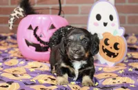 BLACK/TAN FEMALE DACHSHUND 3040, a female Miniature Dachshund for sale in Pittsburg, KS – 3 of 4