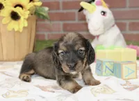SHADED CREAM FEMALE 220, a female Miniature Dachshund for sale in Pittsburg, KS – 4 of 4