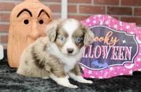 TOY RED MERLE FEMALE AUSSIEDOODLE 200, a female Poodle - Miniature  and Toy Australian Shepherd for sale in Pittsburg, KS – 2 of 8