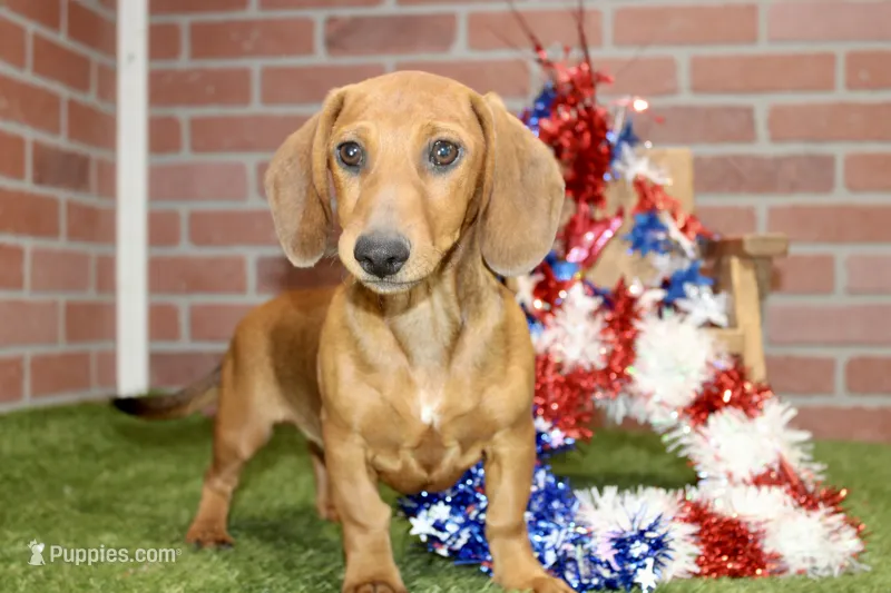 SHADED RED MALE! 001 – Miniature Dachshund puppy for sale in Pittsburg, KS