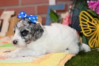 WHITE AND MERLE FEMALE 968, a female Cockapoo for sale in Pittsburg, KS – 3 of 6