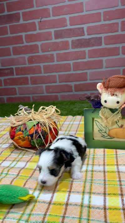 TRI MORKIE FEMALE 3044, a female Morkie for sale in Pittsburg, KS – 5 of 5