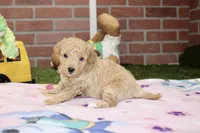 APRICOT FEMALE YORKIEPOO 177 , a female Yorkipoo for sale in Pittsburg, KS – 3 of 4