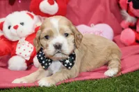 processed/8434c1e3-3117-4f86-8222-c838ca908755/listing/c1c65b76-dcdc-4d73-841d-d5d679521f06/291dbae0-a776-43e0-848b-9b7aaa2a44f6