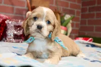 processed/8434c1e3-3117-4f86-8222-c838ca908755/listing/c1c65b76-dcdc-4d73-841d-d5d679521f06/4169de34-4c46-455f-99bd-393892e96d3d