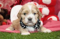 processed/8434c1e3-3117-4f86-8222-c838ca908755/listing/c1c65b76-dcdc-4d73-841d-d5d679521f06/4cacfee9-299a-42b1-899a-382df7f0efb8