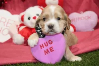 processed/8434c1e3-3117-4f86-8222-c838ca908755/listing/c1c65b76-dcdc-4d73-841d-d5d679521f06/8b275ca7-4402-4ef3-9fbb-8199ef5186ca